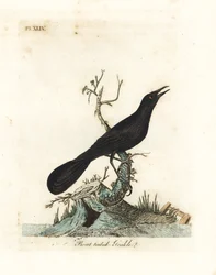 Bootschwanzgrackel, Quiscalus major (Bootschwanzgrackel, Gracula barita). Handkolorierte Kupferstichplatte, gezeichnet und gestochen von John Latham aus seinem eigenen Werk A General History of Birds, Winchester