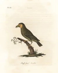 Braunkopf-Bartvogel, Megalaima zeylanica? Handkolorierte Kupferplatte gezeichnet und graviert von John Latham aus seiner eigenen 