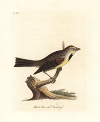 Dickcissel, Spiza americana (Schwarzkehlammer, Emberiza americana). Handkolorierte Kupferplatte, gezeichnet und graviert von John Latham aus seiner eigenen A General History of Birds, Winchester