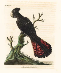 Rotsteißiger Schwarzkakadu, Calyptorhynchus banksii. Handkolorierte Kupferstichzeichnung und -gravur von John Latham aus seinem eigenen A General History of Birds, Winchester