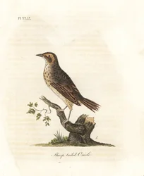 Salzwiesenammer, Ammodramus caudacutus. Handkolorierte Kupferstichzeichnung und -gravur von John Latham aus seiner eigenen A General History of Birds, Winchester