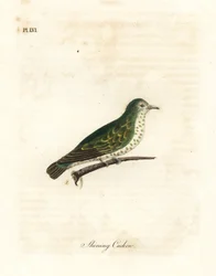 Glänzender Bronzekuckuck, Chrysococcyx lucidus. Handkolorierte Kupferplatte gezeichnet und graviert von John Latham aus seiner eigenen 