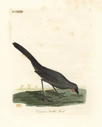 Südinsel, Neuseeland Kokako, Callaeas cinerea cinerea, 2007 für ausgestorben erklärt (Aschgrauer Lappen-Vogel, Calloeas cinerea). Handkolorierte Kupferplatte gezeichnet und graviert von John Latham aus seiner eigenen A General History of Birds, Winchester