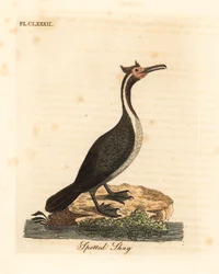 Gefleckter Kormoran oder Parekareka, Phalacrocorax punctatus (Pelecanus punctatus). Handkolorierte Kupferplatte gezeichnet und graviert von John Latham aus seiner eigenen 