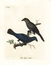 Gestreifter Star, Aplonis striata. Handkolorierte Kupferstichzeichnung und -gravur von John Latham aus seiner eigenen A General History of Birds, Winchester