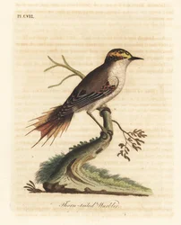 Dornschwanzstrahler, Aphrastura spinicauda. Handkolorierte Kupferstichzeichnung und -gravur von John Latham aus seinem eigenen A General History of Birds, Winchester