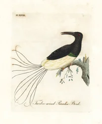 Zwölfdrähtiger Paradiesvogel, Seleucidis melanoleucus (Paradiesa nigricans). Handkolorierte Kupferplatte gezeichnet und graviert von John Latham aus seiner eigenen A General History of Birds, Winchester