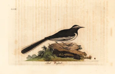 Weißbrauenbachstelze, Motacilla maderaspatensis. (Fußbachstelze von Indien)