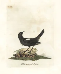 Weißschultertangare, Tachyphonus luctuosus (Weißflügelpirol, Oriolus leucopterus). Handkolorierte Kupferplatte gezeichnet und graviert von John Latham aus seiner eigenen A General History of Birds, Winchester