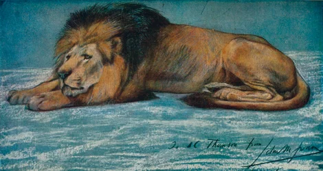 Pastellstudie eines Löwen, um 1900