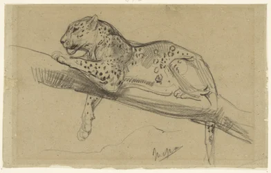 Studie eines Leoparden, liegend auf einem Ast