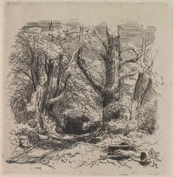 Ein Pfad durch den Wald