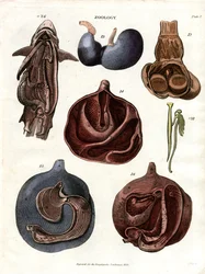 Anatomische Illustrationen der inneren Organe (Tafel 7)