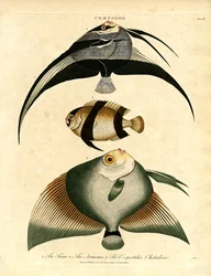 Butterfisch: Freira; Acuauna und Vespertilio