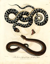 Coluber: Europäische Viper und Viper von Rhodos