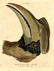 Kopf des großen afrikanischen Hornvogels