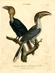 Javanischer Hornvogel und Gingala-Hornvogel