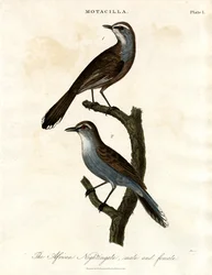 Motacilla - Afrikanische Nachtigall