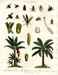 Musa und Musca - Bananenpflanzen und verschiedene Fliegenarten