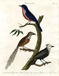 Muscicapa - Fliegenschnäpperarten