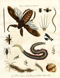 Nepa; Nereis und Nerita - Wasserskorpione und Meerestiere