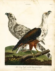 Lärmadler und Langschwanzadler