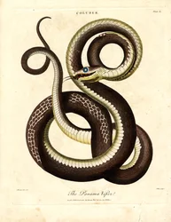 Panama-Viper (Coluber)