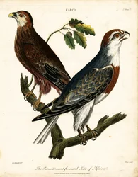 Parasit und gegabelter Drachen von Afrika