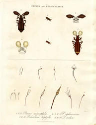 Pausus und Pedicellaria - Insektenarten