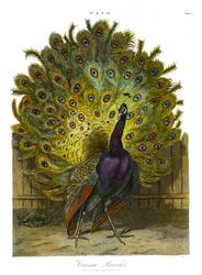 Pavo: Gewöhnlicher Pfau