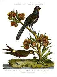 Pratincole; Glaucopis und Gnaphalium: Österreichische Pratincole; Aschgrauer Wattle Bird und ausgewähltes Gnaphalium