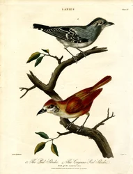 Rotschwanzwürger und Cayenne-Rotschwanzwürger