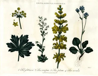 Salbei; Sanikel und Steinbrecharten