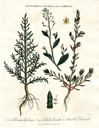 Salicornia; Salsola und Samolus: Halophile Küstenpflanzen