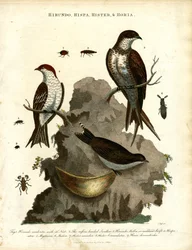 Schwalben; Star und Käfer