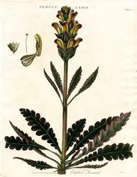 Teptured Lousewort (Pedicularis)