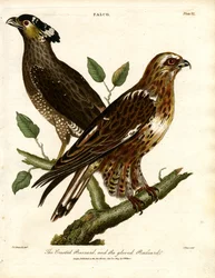 Der Haubenbussard und der Handschuhbussard