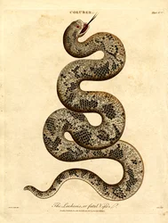 Die Lachesis oder tödliche Viper