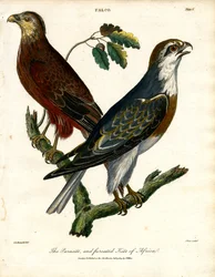 Der Parasit und der gegabelte Milan von Afrika