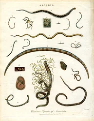 Verschiedene Arten von Askariden