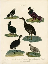 Verschiedene Arten von Auerhühnern (Tetrao)