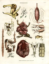 Zoologie Tafel II: Anatomische Illustrationen verschiedener Tiere und Organe