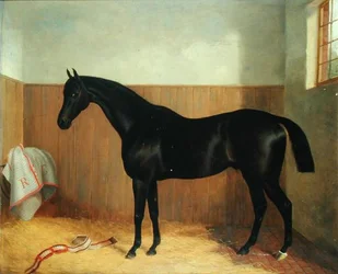 Tommy, Porträt eines Pferdes, ca. 1870er