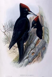 Großer Schwarzspecht (Dryocopus martius)