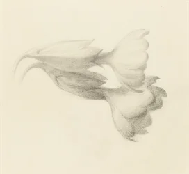 Schlüsselblumen, wahrscheinlich 1871