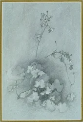 Efeublättriger Toadflax 