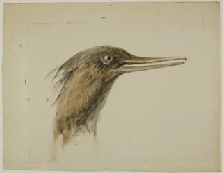 Säger