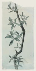 Studie von Weidenblättern, ca. 1857