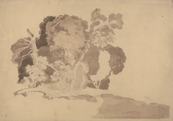 Studie von Bäumen