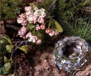 Ein Vogelnest und Apfelblüten